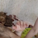 ������ �����