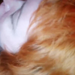 ������ �����.2