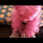 �������� ���� ��������