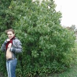 ������ (�����������)