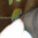 ��� ������� ������������.