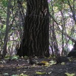 ������� � ��������