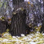 ������� ���� �� ���������