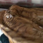 ������ ������.