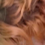 ���� �������� �������-���������