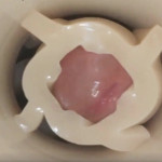 ������ ������������