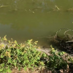 �� �������.