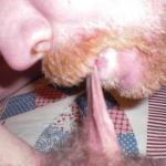 ����������� ����� ���� Gary � Lisa.