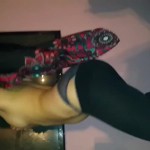 ������ ������