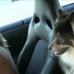 � �������� � ����