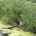 ������ ����� - ������ ����