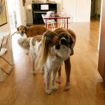 �������� ����