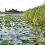 ������ �����