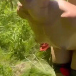 ������� ����� ����-����� ��� ����