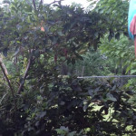 ������ �������� �� ������