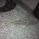 ������� ��������