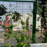 �������� ����