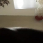 ���������� �������� ����