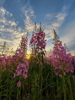 �������� �� �������