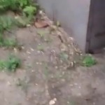 ����� ��� �����